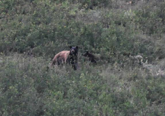 Ursa com seu dois filhotes em montanha próxima ao hotel emo de Many Glacier, no Glacier Nacional Park, em Montana, nos Estados Unidos